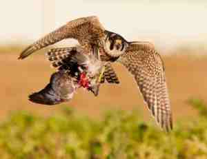 Falcon hunting
